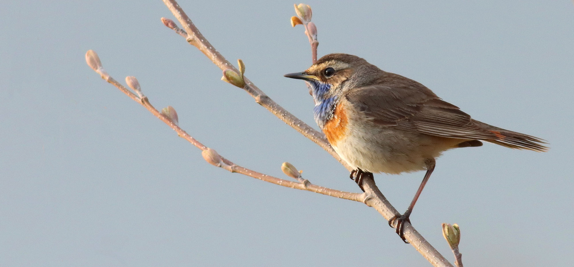 Blauwborst 