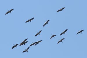 Trekvogels in de Groote Peel