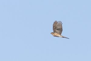 Trekvogels in de Groote Peel