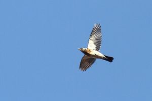 Trekvogels in de Groote Peel