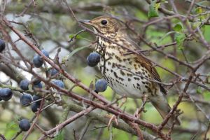 Trekvogels in de Groote Peel