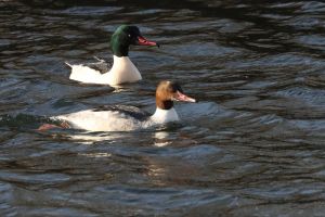 Wintergasten op de Lange Vlieter
