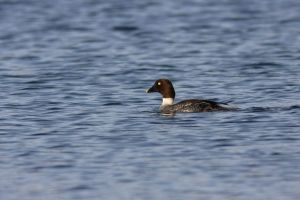 Wintergasten op de Lange Vlieter