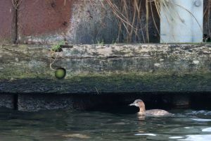 Wintergasten op de Lange Vlieter