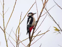 Spechten in het Leudal