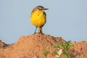 Vogels langs de Maas