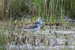 Vogels langs de Maas