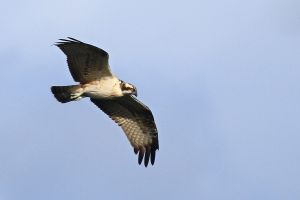 Vogels langs de Maas