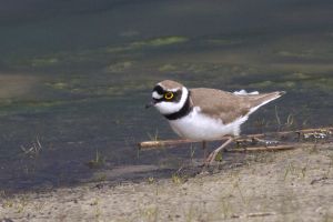 Vogels langs de Maas